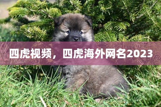 四虎视频，四虎海外网名2023