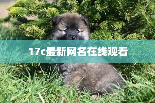 17c最新网名在线观看