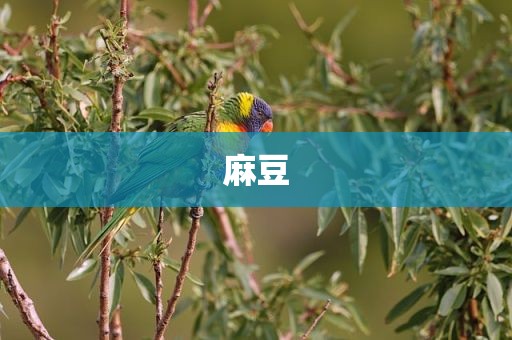 麻豆