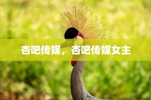 杏吧传媒，杏吧传媒女主
