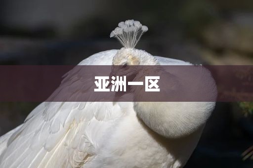 亚洲一区