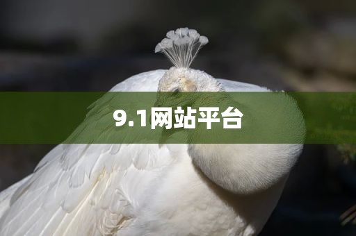 9.1网站平台
