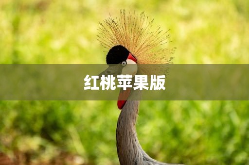 红桃苹果版