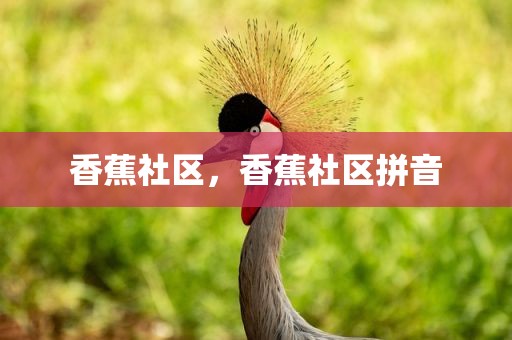 香蕉社区，香蕉社区拼音