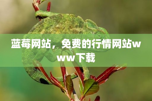 蓝莓网站，免费的行情网站www下载