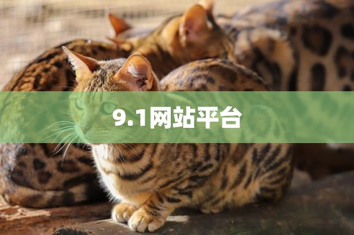 9.1网站平台