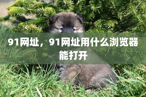 91网址，91网址用什么浏览器能打开