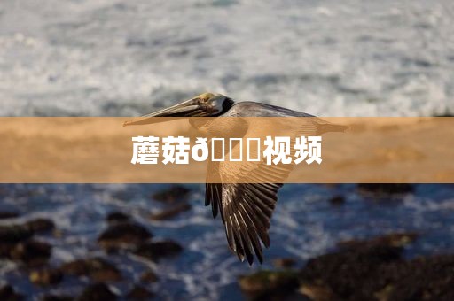 蘑菇🍄视频