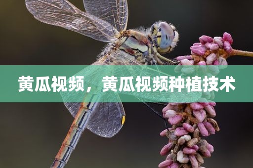 黄瓜视频，黄瓜视频种植技术