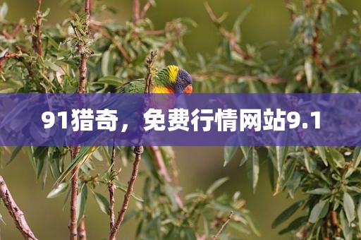 91猎奇，免费行情网站9.1