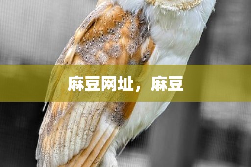 麻豆网址，麻豆