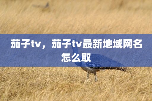 茄子tv，茄子tv最新地域网名怎么取