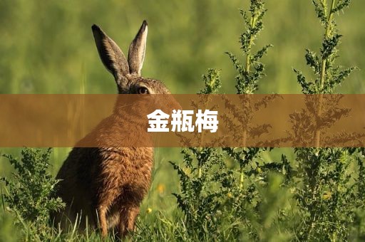金瓶梅