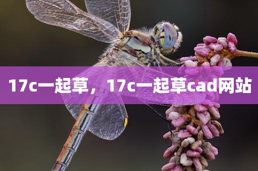 17c一起草，17c一起草cad网站