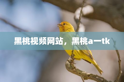 黑桃视频网站，黑桃a一tk