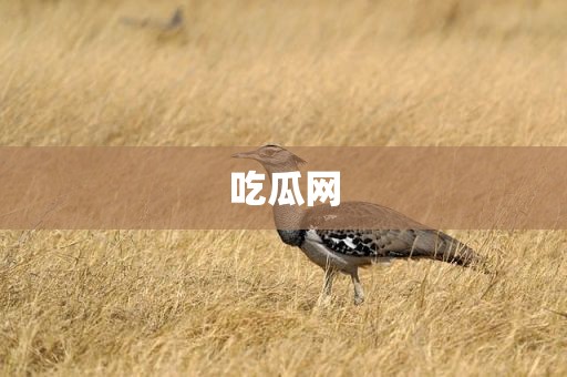 吃瓜网