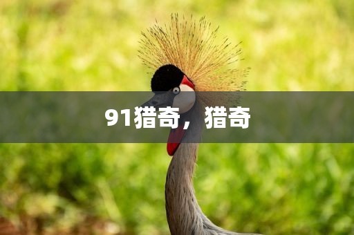 91猎奇，猎奇