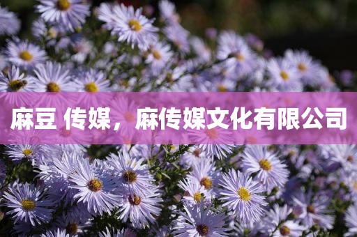麻豆 传媒，麻传媒文化有限公司
