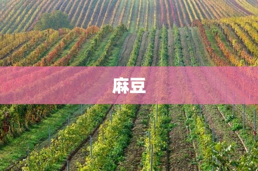 麻豆
