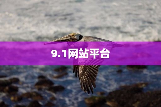 9.1网站平台