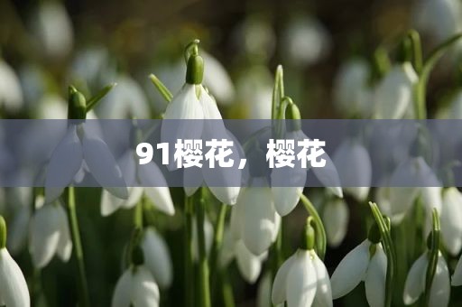 91樱花，樱花