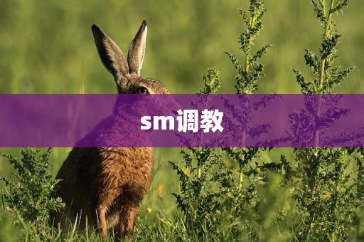 sm调教