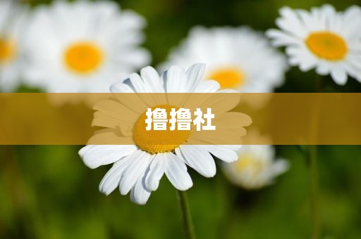 撸撸社