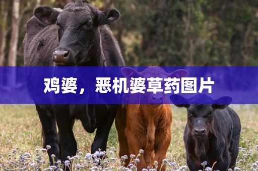 鸡婆，恶机婆草药图片