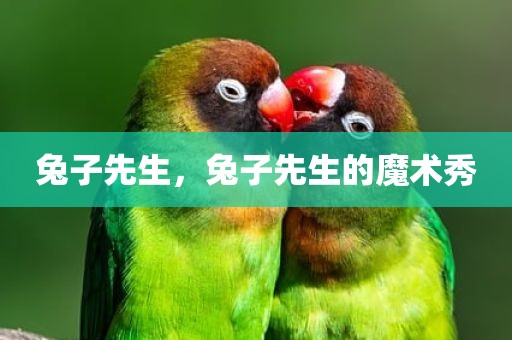 兔子先生，兔子先生的魔术秀