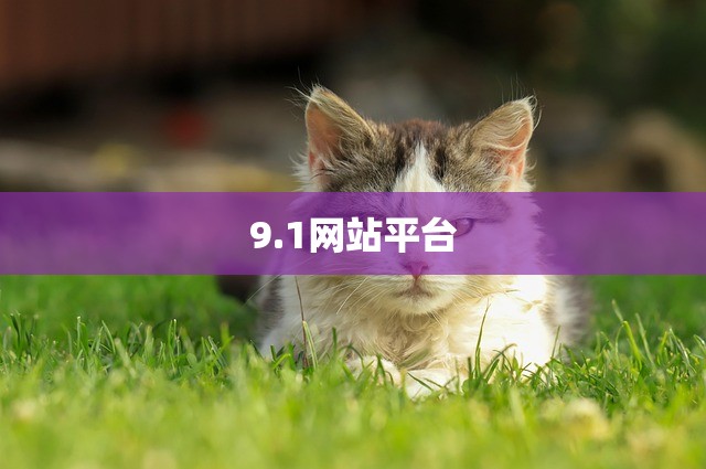 9.1网站平台