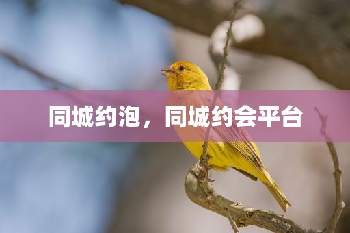 同城约泡，同城约会平台