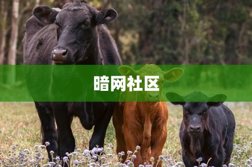 暗网社区