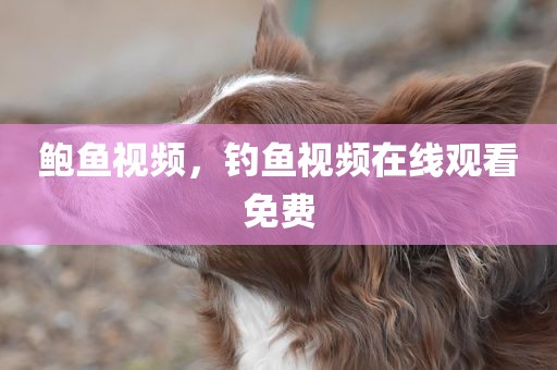 鲍鱼视频，钓鱼视频在线观看免费