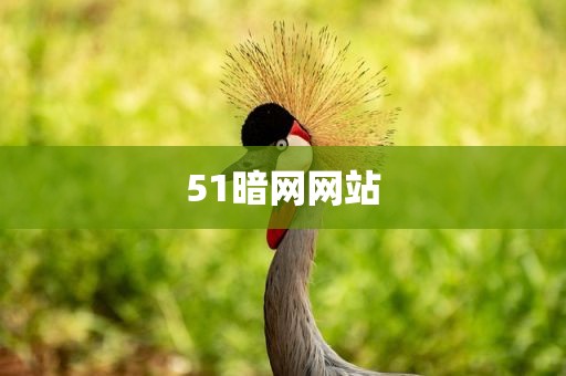 51暗网网站