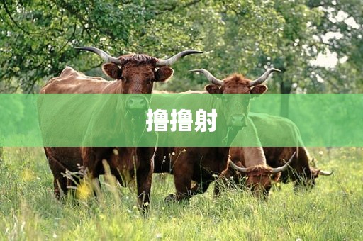撸撸射