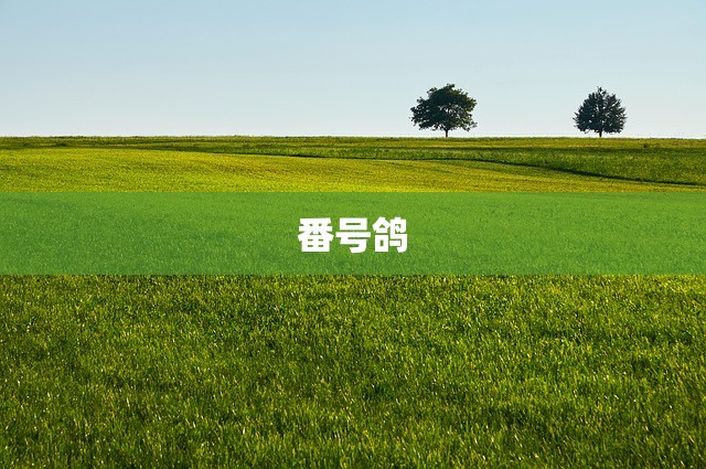 番号鸽