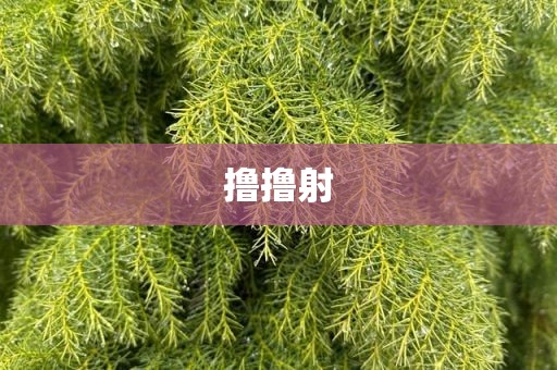 撸撸射