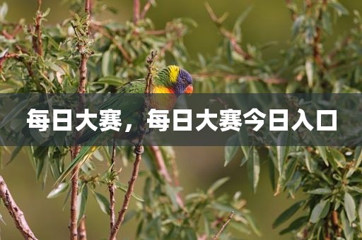 每日大赛，每日大赛今日入口