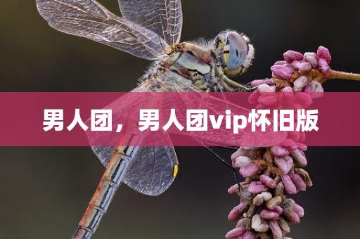 男人团，男人团vip怀旧版