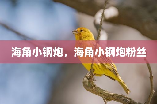 海角小钢炮，海角小钢炮粉丝