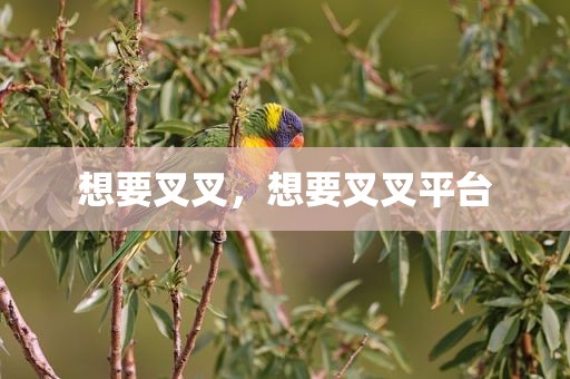 想要叉叉，想要叉叉平台