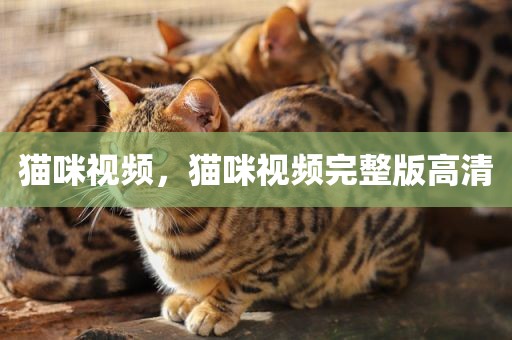 猫咪视频，猫咪视频完整版高清