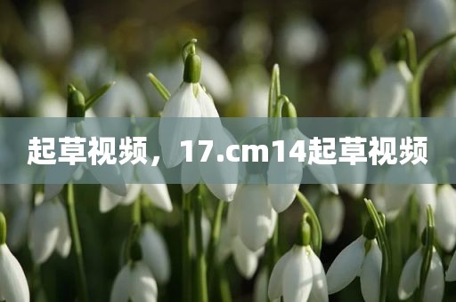 起草视频，17.cm14起草视频