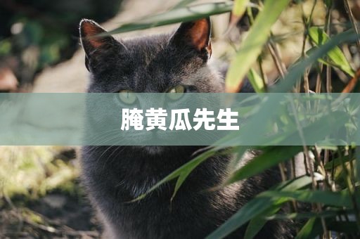 腌黄瓜先生