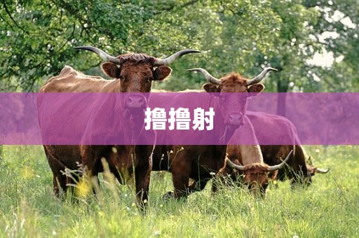 撸撸射