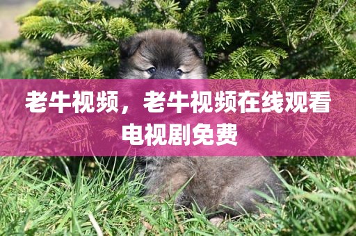 老牛视频，老牛视频在线观看电视剧免费