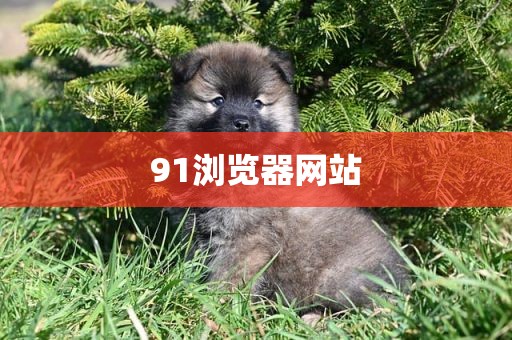 91浏览器网站