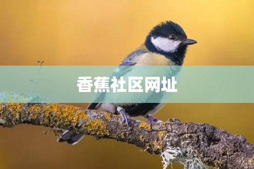 香蕉社区网址
