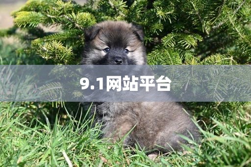 9.1网站平台
