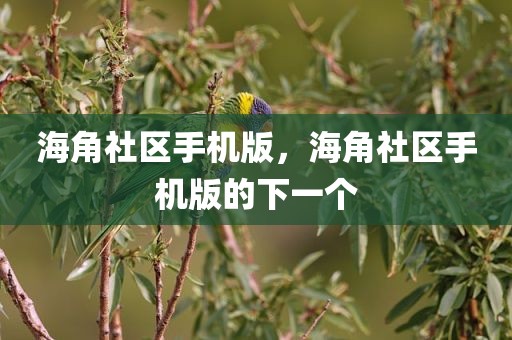 海角社区手机版，海角社区手机版的下一个
